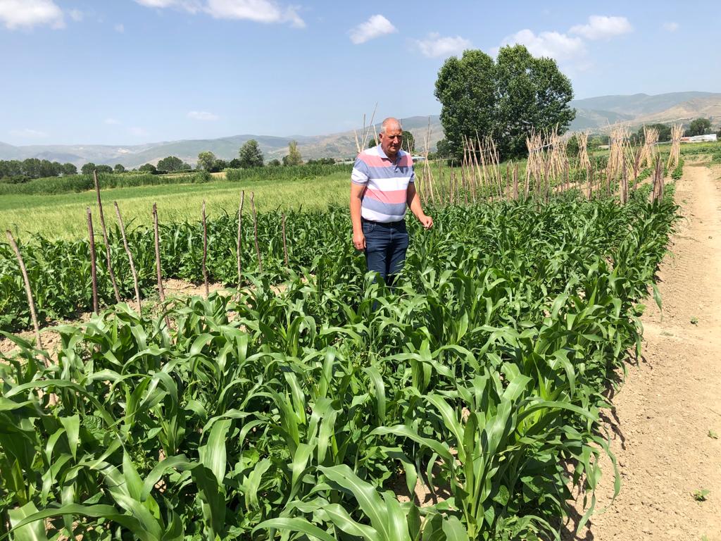 Co-planted farmer’s varieties of mais and beans in the plot of OAA, Korce.