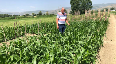 Co-planted farmer’s varieties of mais and beans in the plot of OAA, Korce.